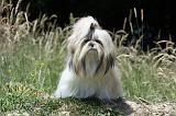 SHIH TZU 211